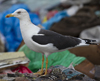 1cy fuscus in August, ringed in Finland. (81365 bytes)